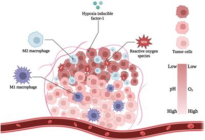 Hypoxia-responsive nanomaterials for tumor imaging and therapy